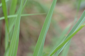 fresh green grass