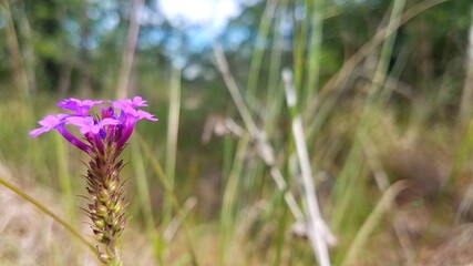 wild flowers in the field