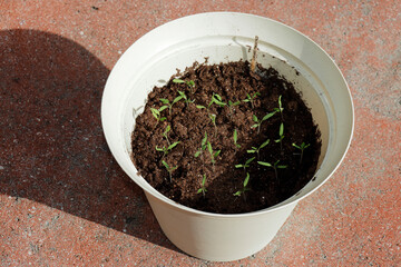 Small Grape Tomato Seedling Plants Growing Outside in One Pot