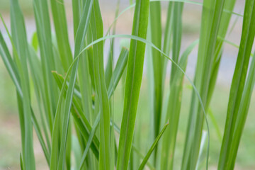 Obraz premium green grass on white background