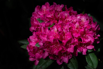 Obraz premium Rhododendronblüte