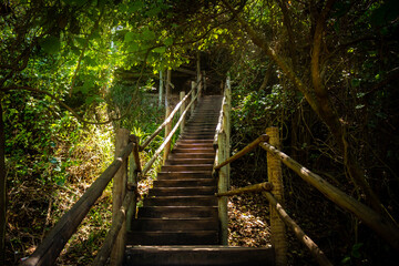 Obraz premium Rustic wooden staircase surrounded by lush vegetation. Wooden steps without people.