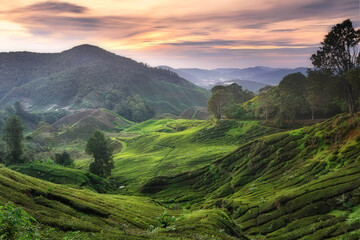 Beautiful sunrise over the tea plantation in Cameron highlands, Malaysia 