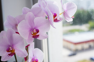 Orchid flower home on a window background. Floral