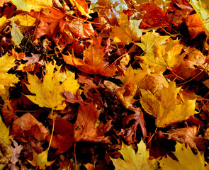 autumn leaves on the ground