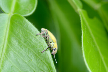 yellow beetle on a leaf