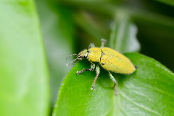 yellow beetle on a leaf