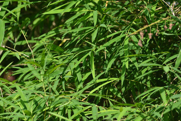 Bamboo leaves background