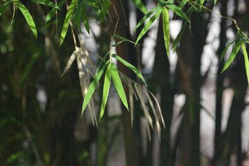 Fototapeta na wymiar Bamboo leaves in the morning