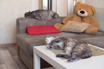 Two cats at home lying, sleeping against a sofa and a teddy bear