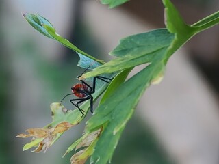 fly on leaf