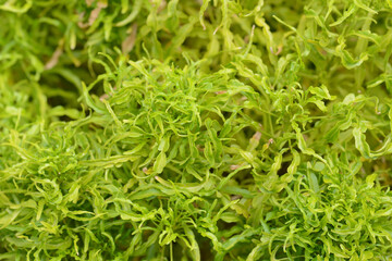close up of fresh herbs