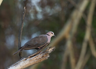 Red Eye Dove perched on a tree branch seen at Lake Naivasha, Kenya, Africa