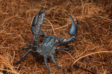 Black scorpion in its environment