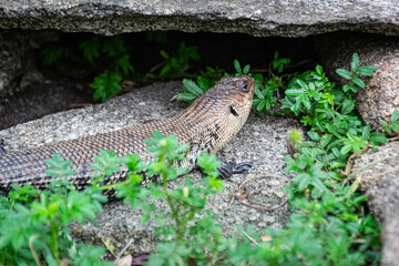 lizard on a stone