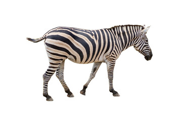 Beautiful zebra isolated on white background. with clipping paths.