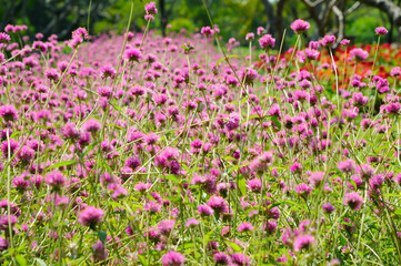 Attractive PurpleFlowers in a Park