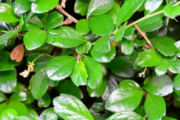 green leaves background