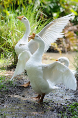 Two Wet Swans Spreading their Wings