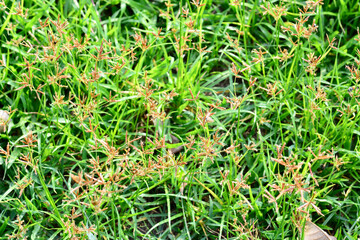green grass background