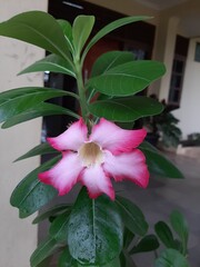 pink lily flower