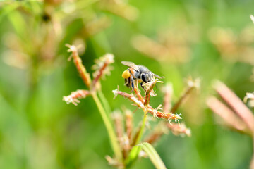 bee on a flower