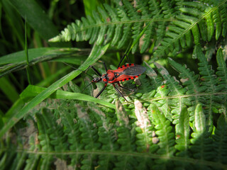 Green fern leaves in forest in spring. An insect on Bracken leaves (Pteridium aquilinum). Close up. Natural background. Rainforest foliage plants...