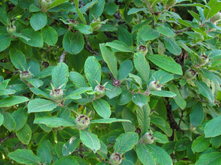 Tree branch with raw medlar or Mespilus germanica fruits in garden in spring. Medlar fruits among the green branches of the tree. Close up. Green background.