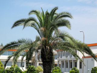 A palm tree in guilan university yard in Gilan, Iran. University green space design.