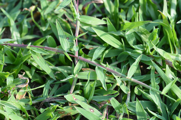 green grass background