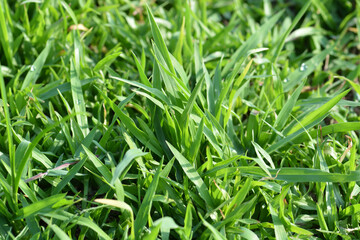 green grass background