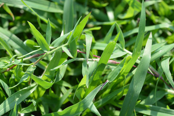 green grass background