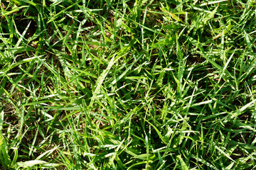 green grass background