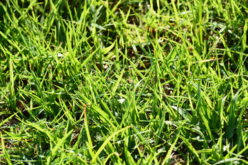 green grass background