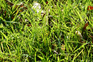 green grass background