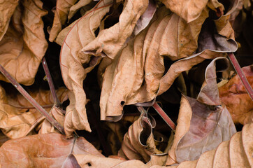 Dried Brown Leaf for Natural Background.
