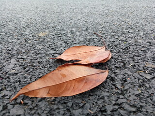 dry leaves lying on the dark asphalt road, outdoor photography, abstract background for text or printings