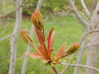 red and yellow flower