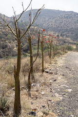 desert road to the top of the mountain