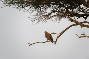 Tawny eagle sitting on a Acacia Tree seen at Masai Mara, Kenya, Africa