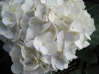 white hydrangea