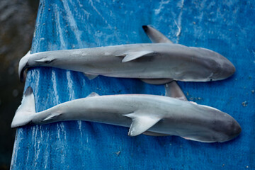 Obraz premium Small baby shark for sale at Seafood Market