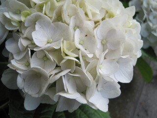 white hydrangea