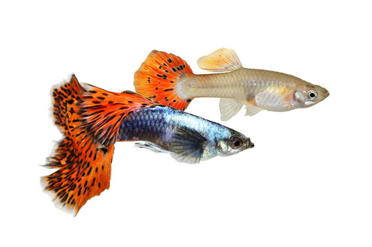 Guppy Pair fish aquarium fish Male and female Poecilia reticulata colorful freshwater fish