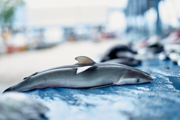 Small baby shark for sale at Seafood Market