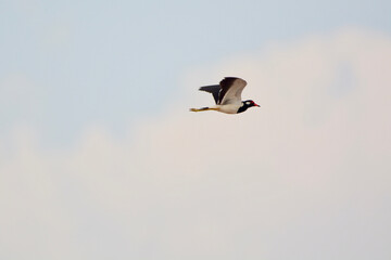 birds in the sky