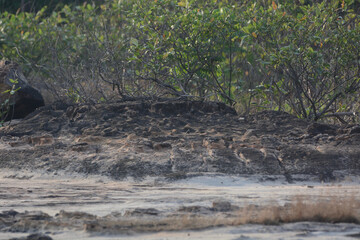 rock on the mountain