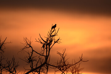 silhouette of a tree in the evening 