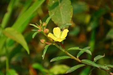 Obraz na płótnie Canvas yellow flower of Ludwigia