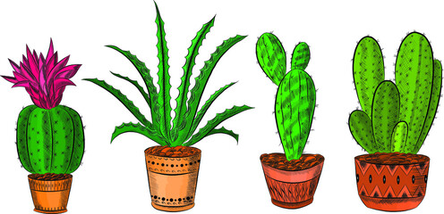 set of houseplants green cacti vector